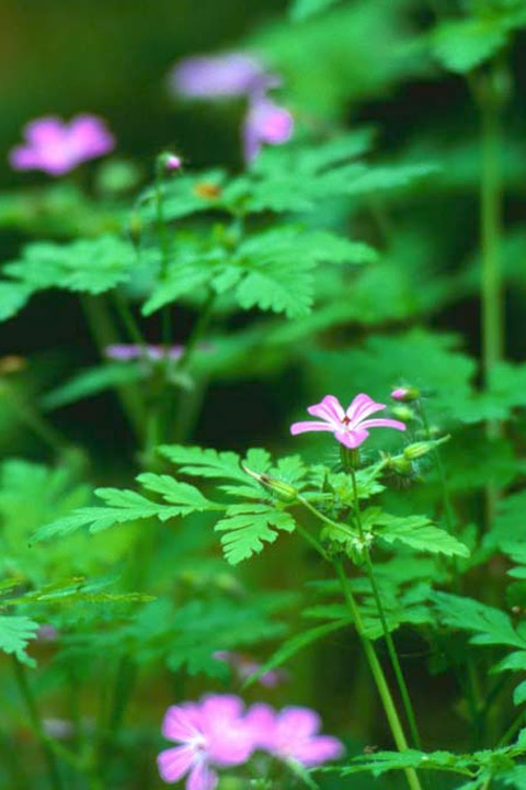 绿意夏天下载